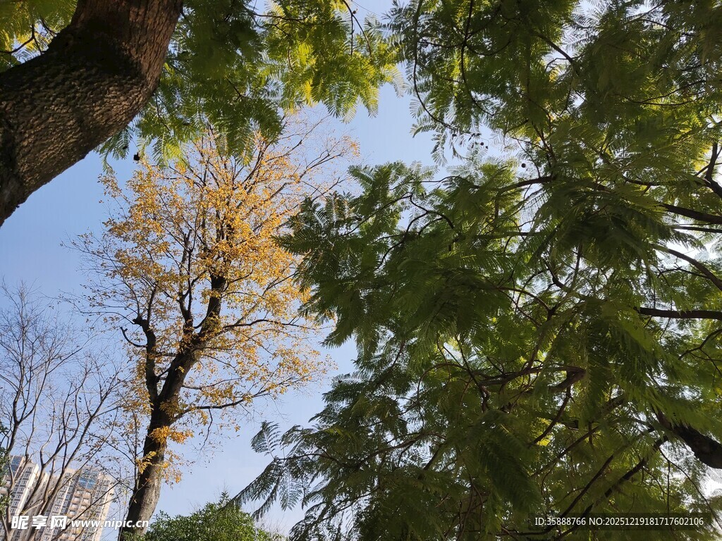 秋日林间树梢景致