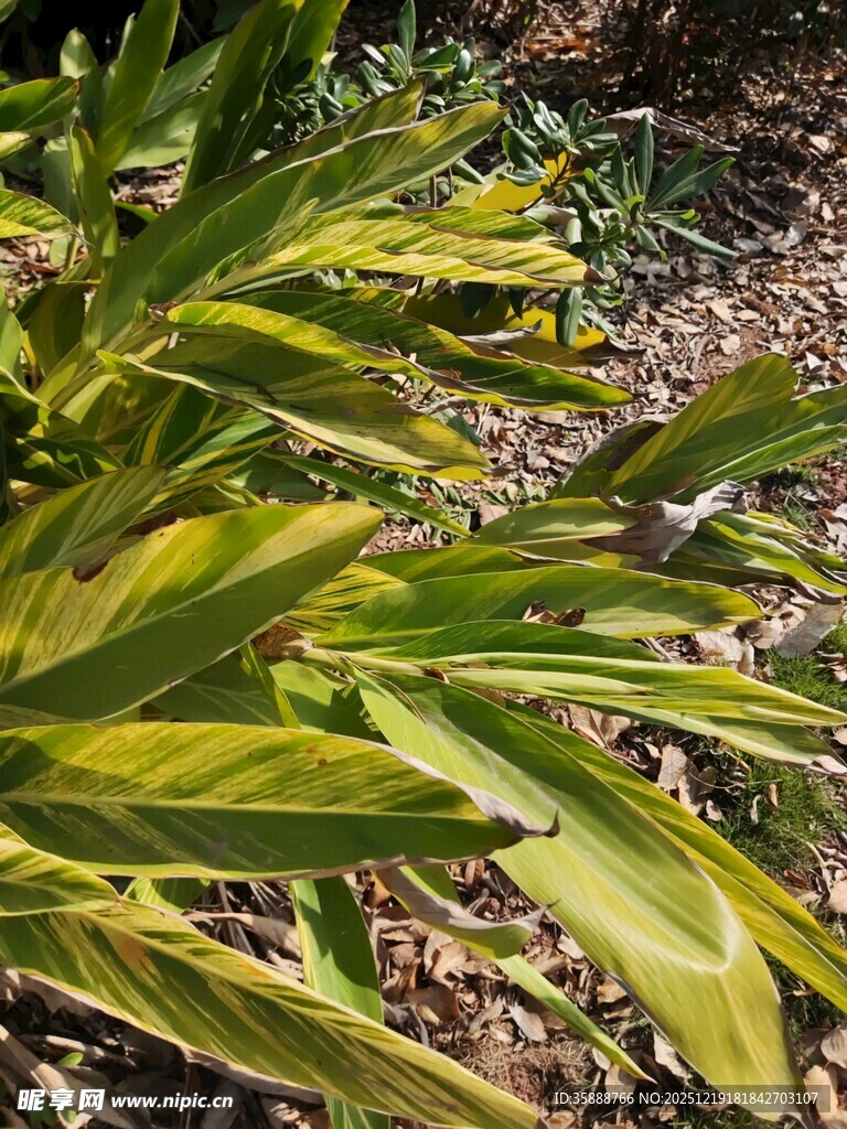 黄绿相间的热带植物叶片
