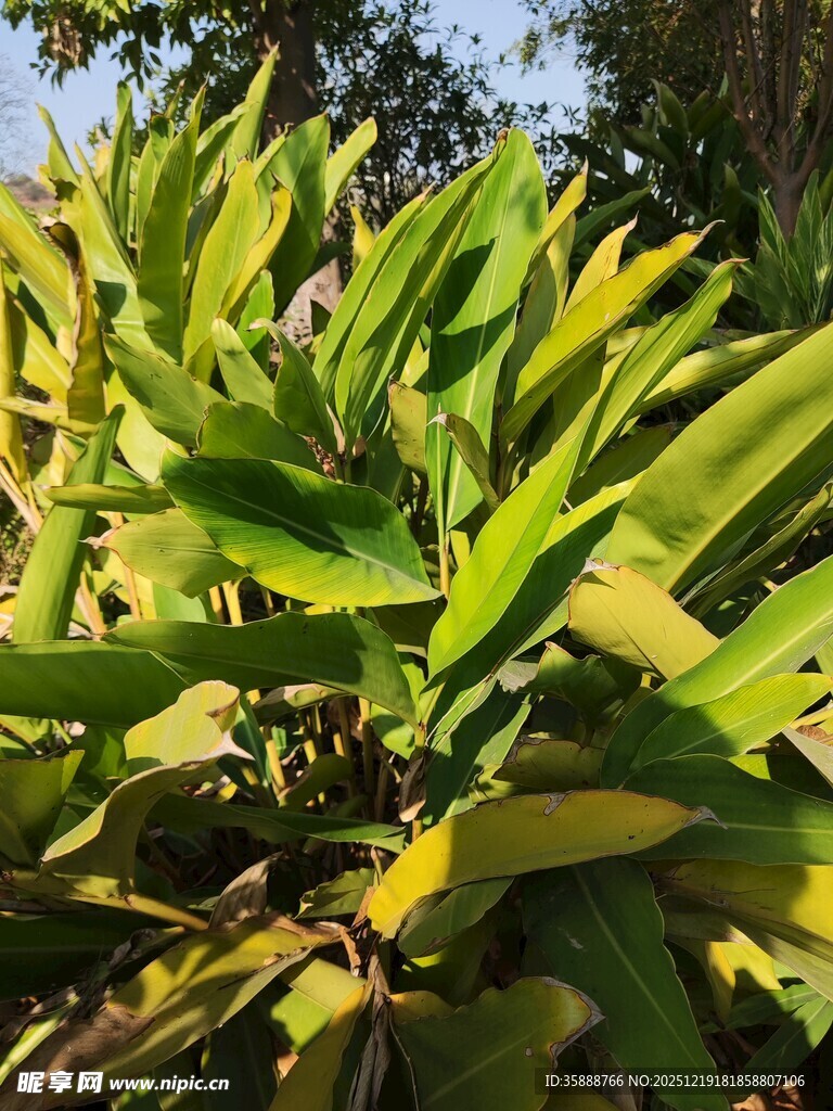 翠绿植物叶片特写