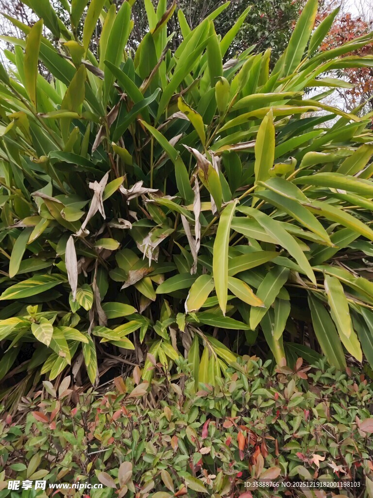 翠绿繁茂的热带植物景观