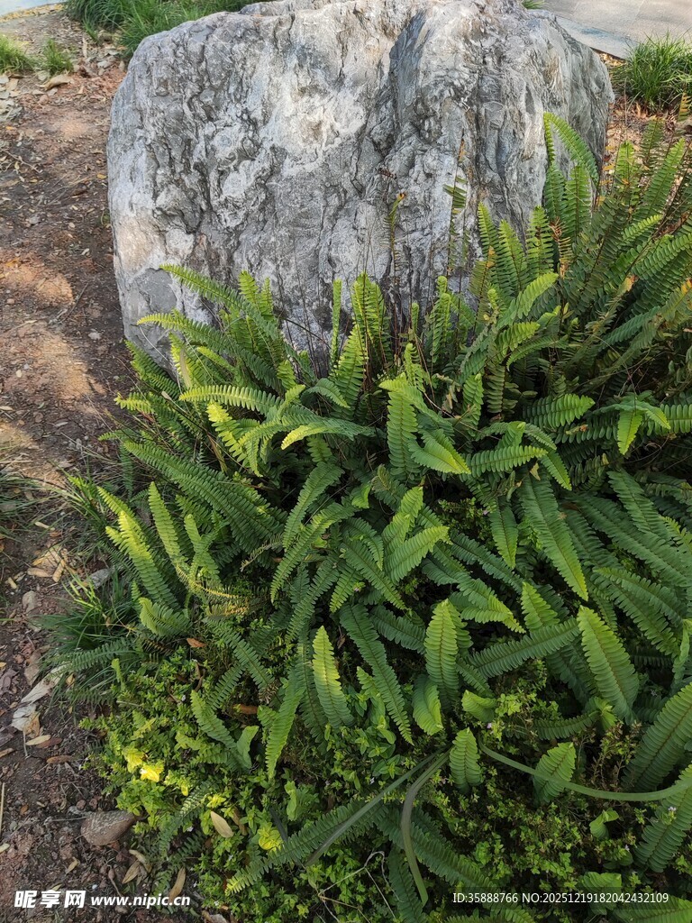 石旁绿植生机盎然