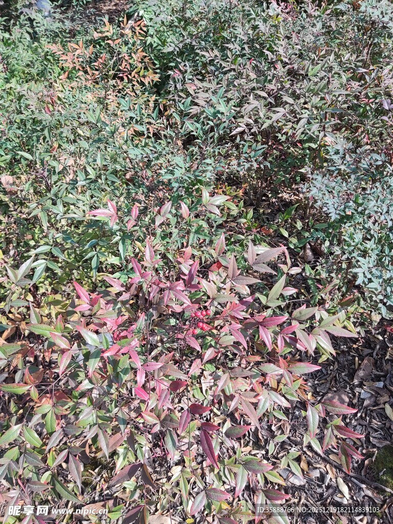 多彩植物景观