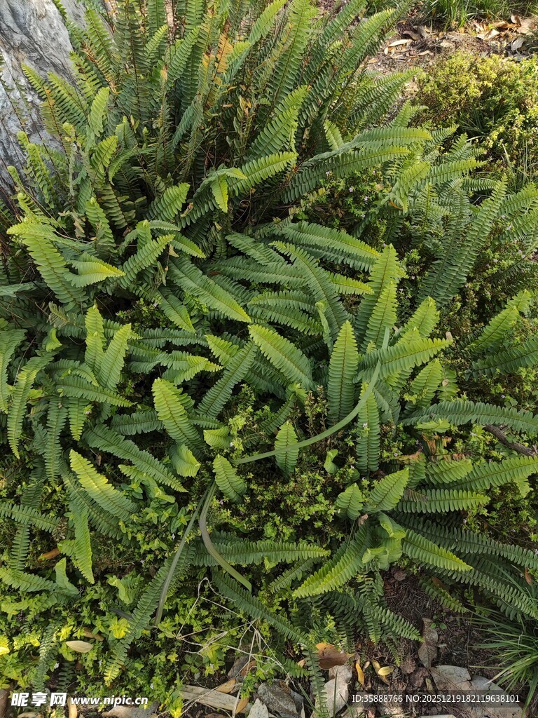 翠绿繁茂的绿植景观