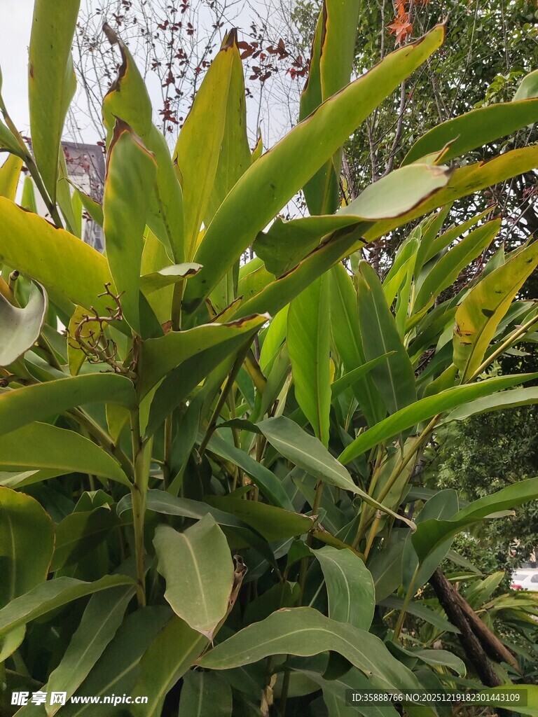 翠绿茂盛的绿植景观