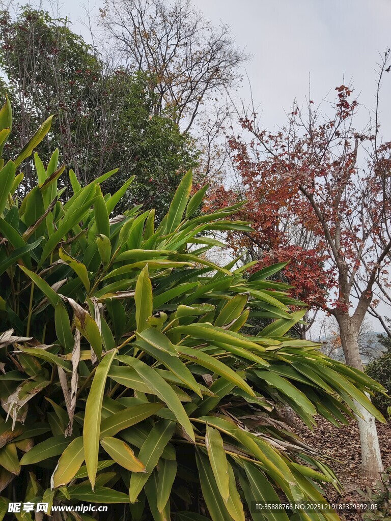 翠绿与红叶交织的植物景观