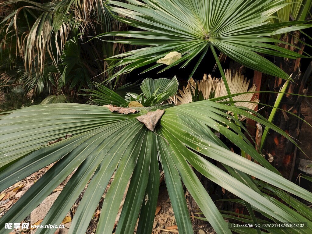 翠绿蒲葵叶片特写