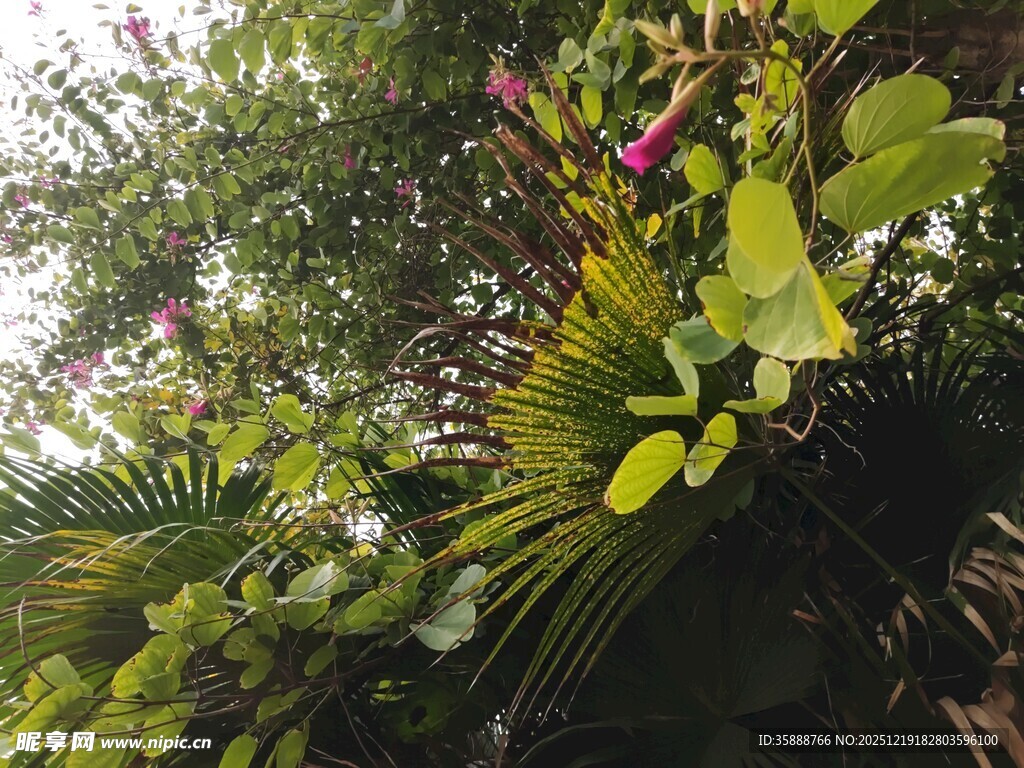 繁茂绿植绽放自然生机