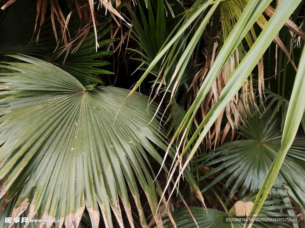 翠绿扇形棕榈叶特写