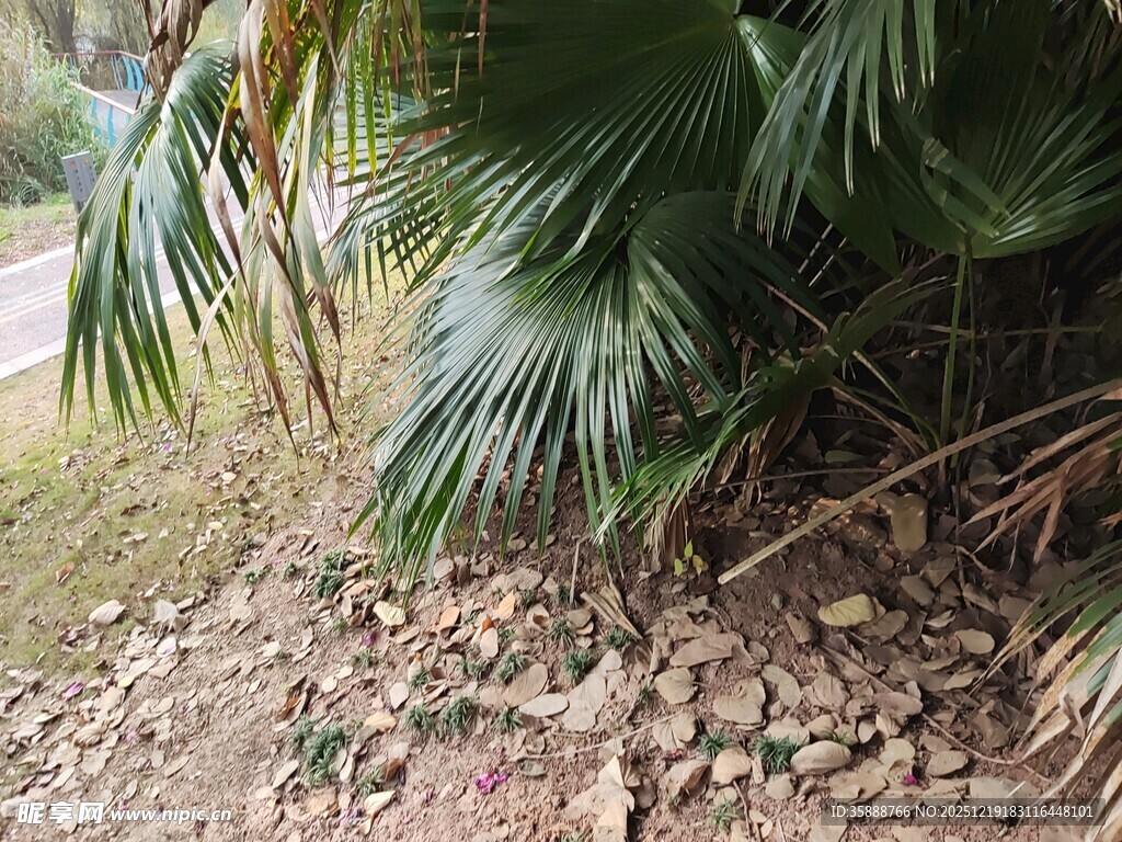 棕榈树下的碎石地面