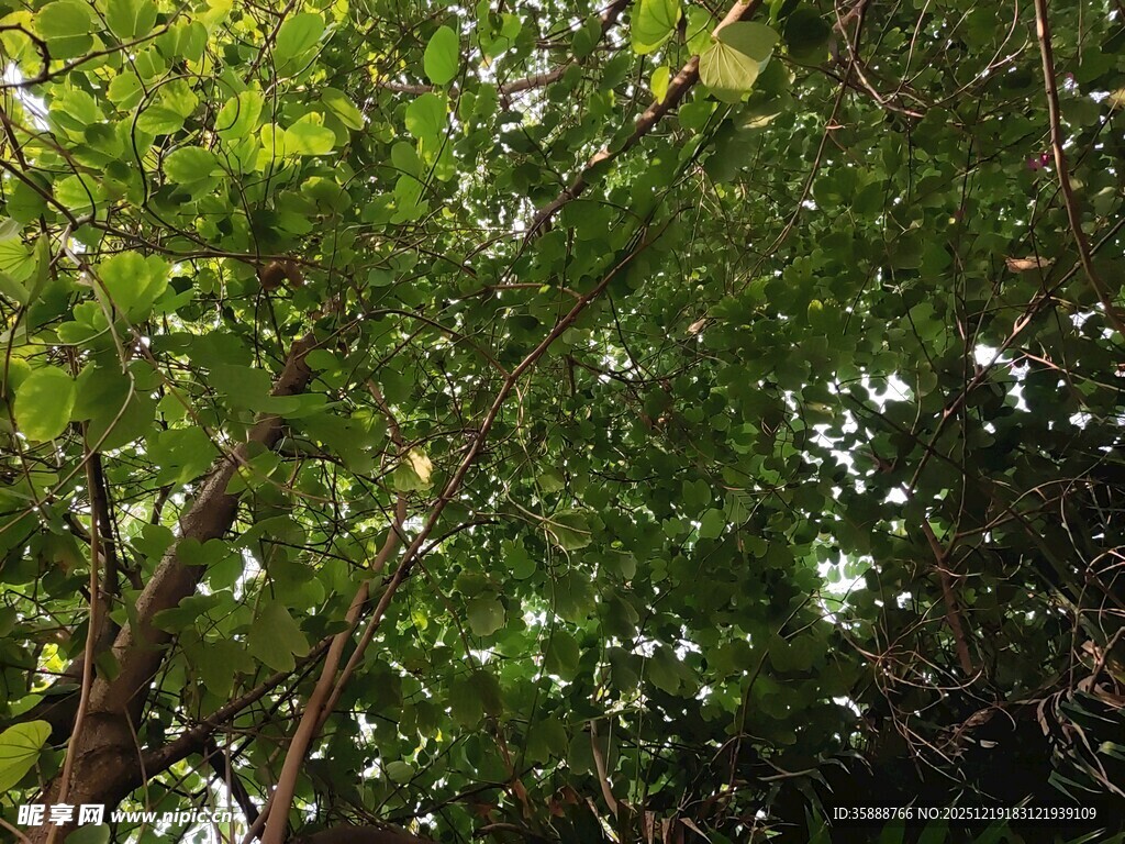 繁茂绿树间的自然景致