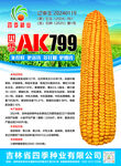 双AK799玉米种子宣传图