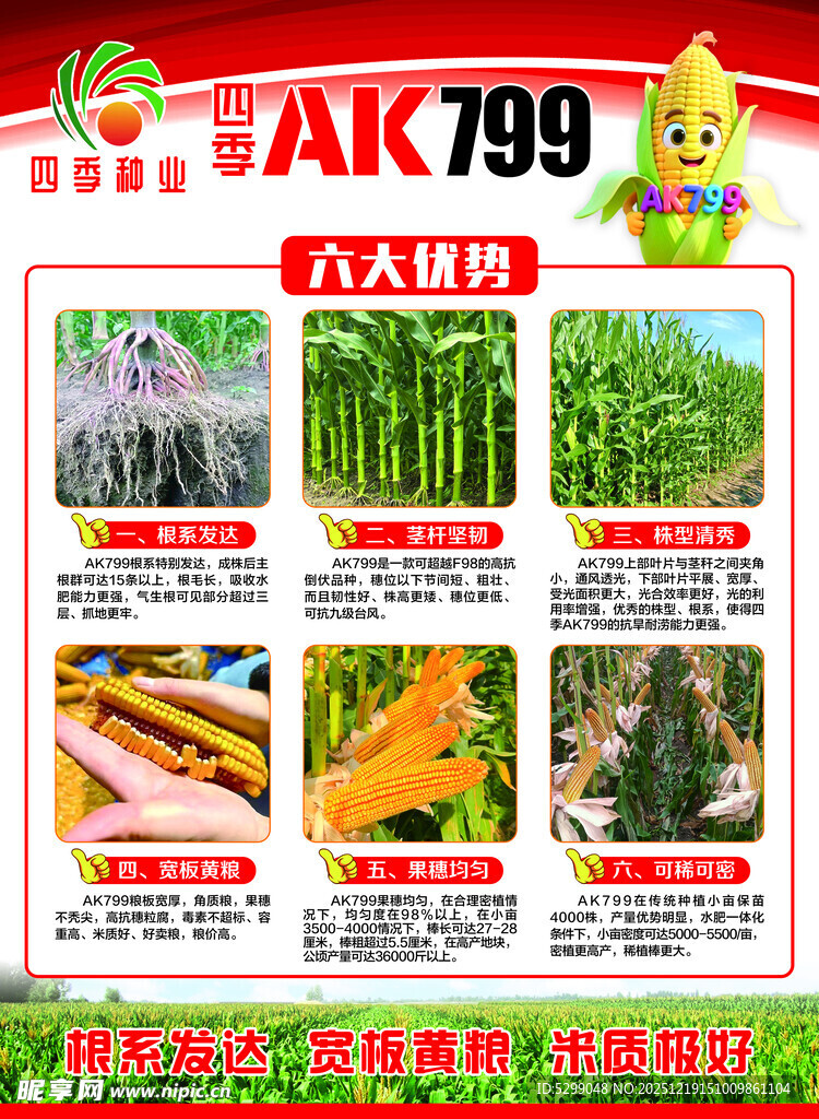 AK799玉米种子宣传海报