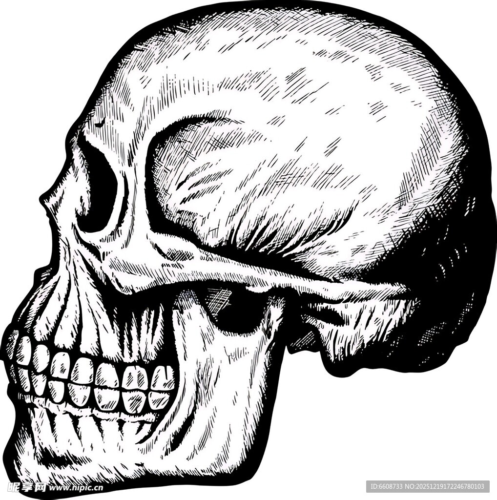 人类头骨侧视图