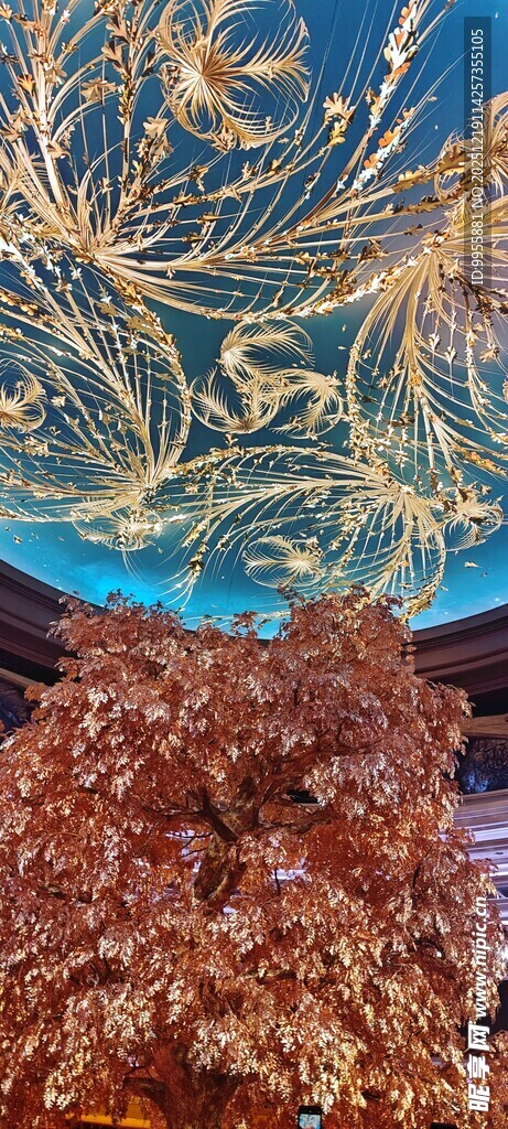 大湾区澳门绚丽海底珊瑚景观