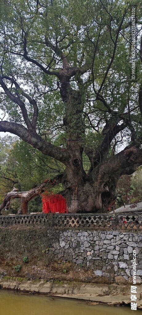 江西婺源古老大树扎根于庭院之中