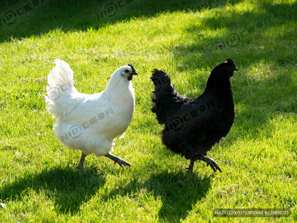 一公一母两只乌鸡 一只白乌鸡