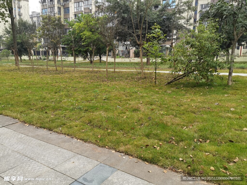 城市公园中的草地与树木