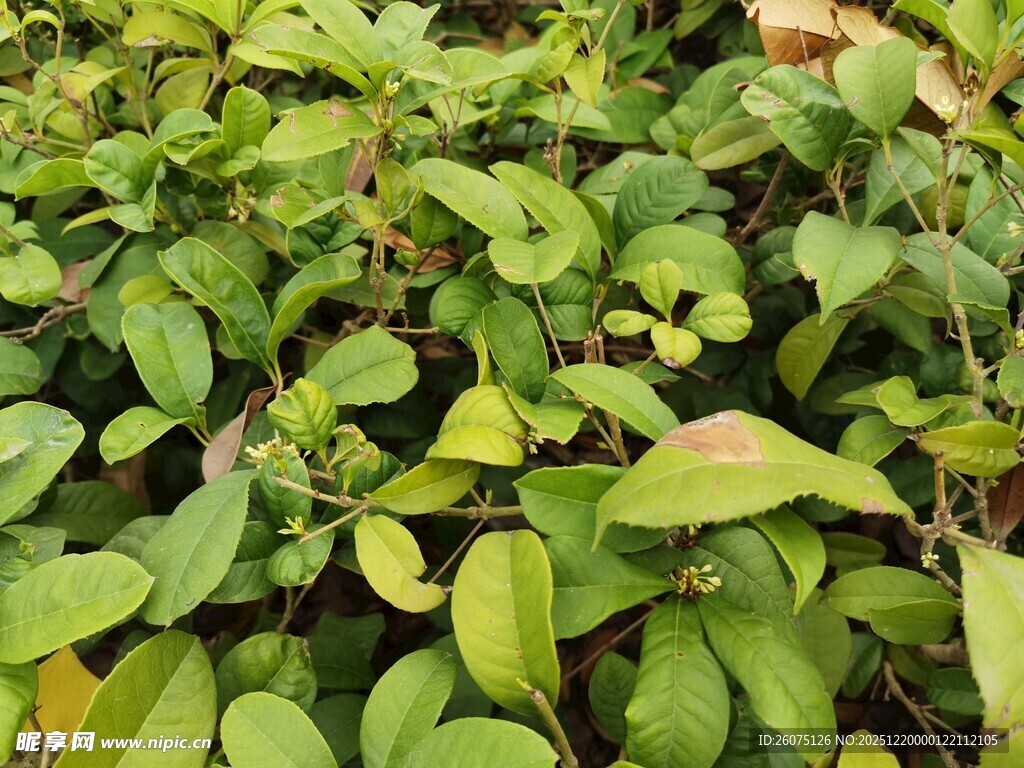 翠绿繁茂的植物叶片