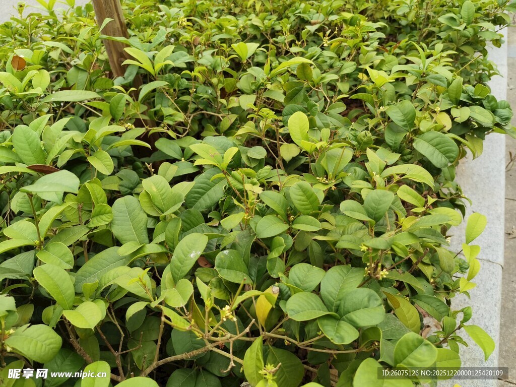 绿叶繁茂的植物景观
