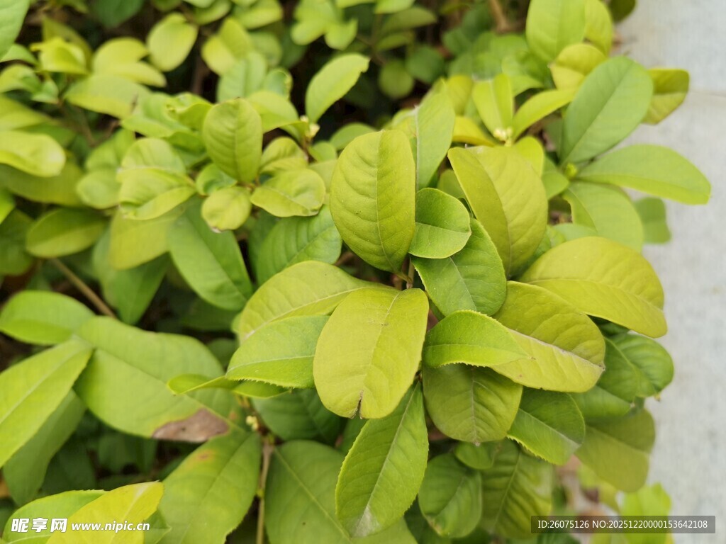 嫩绿叶片的清新植物