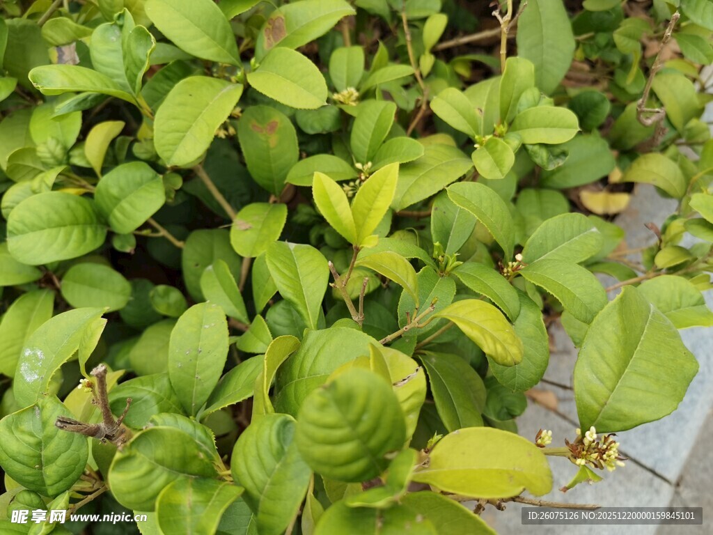 翠绿叶片的生机景象