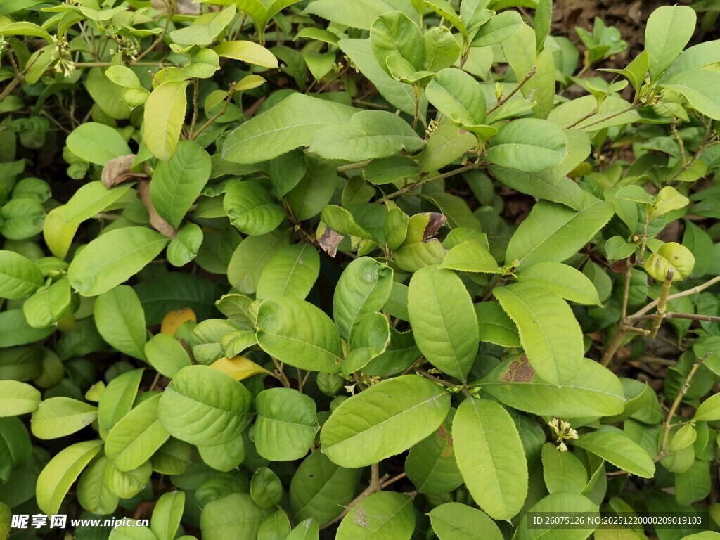 翠绿茂密的灌木丛