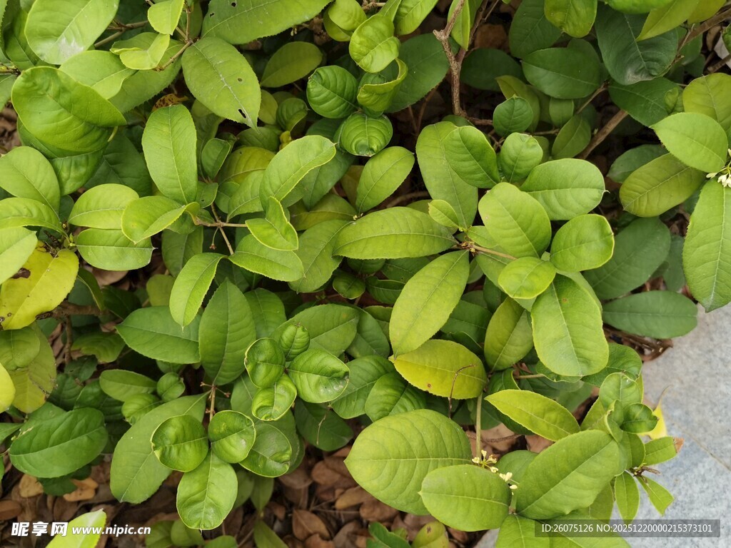 翠绿繁茂的植物叶片