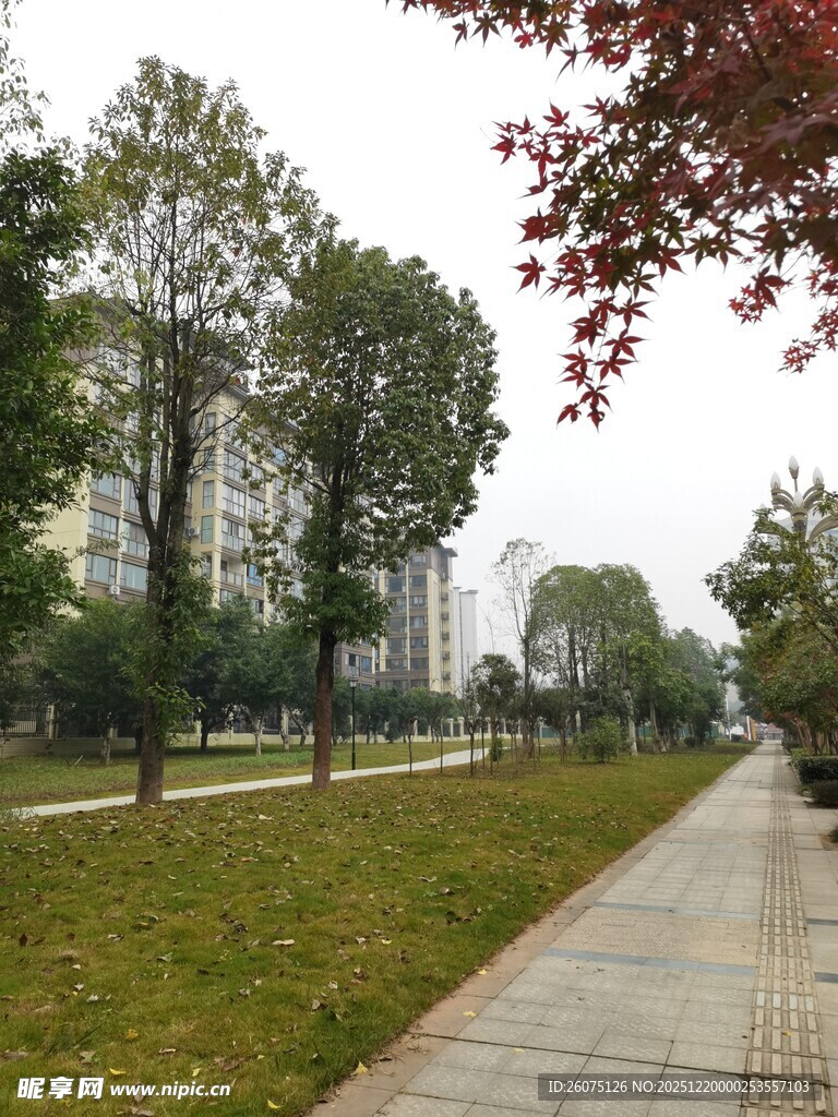 城市公园中的林荫步道