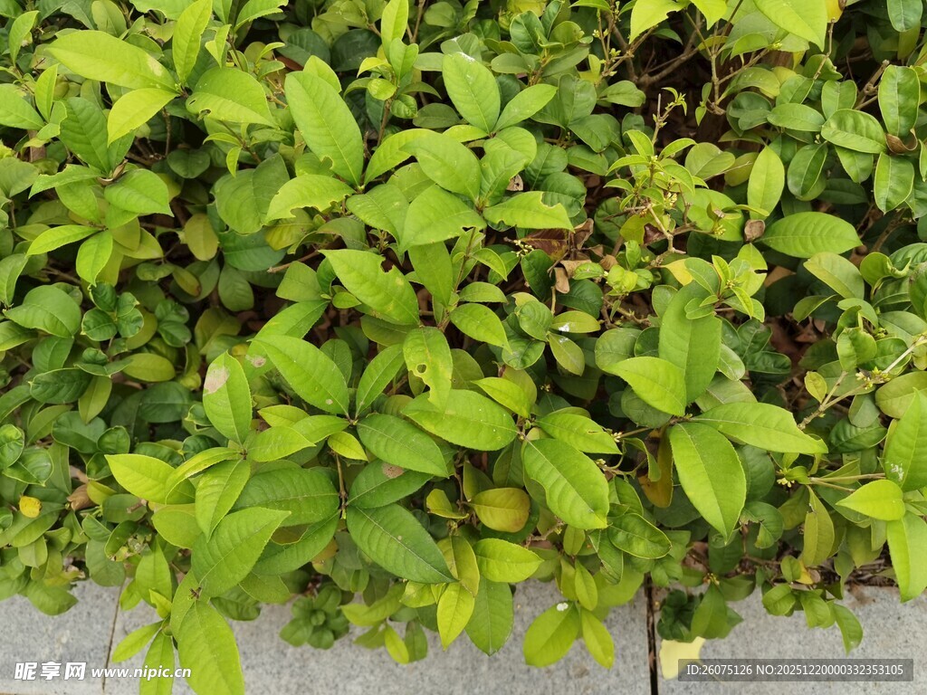 翠绿繁茂的丛生植物