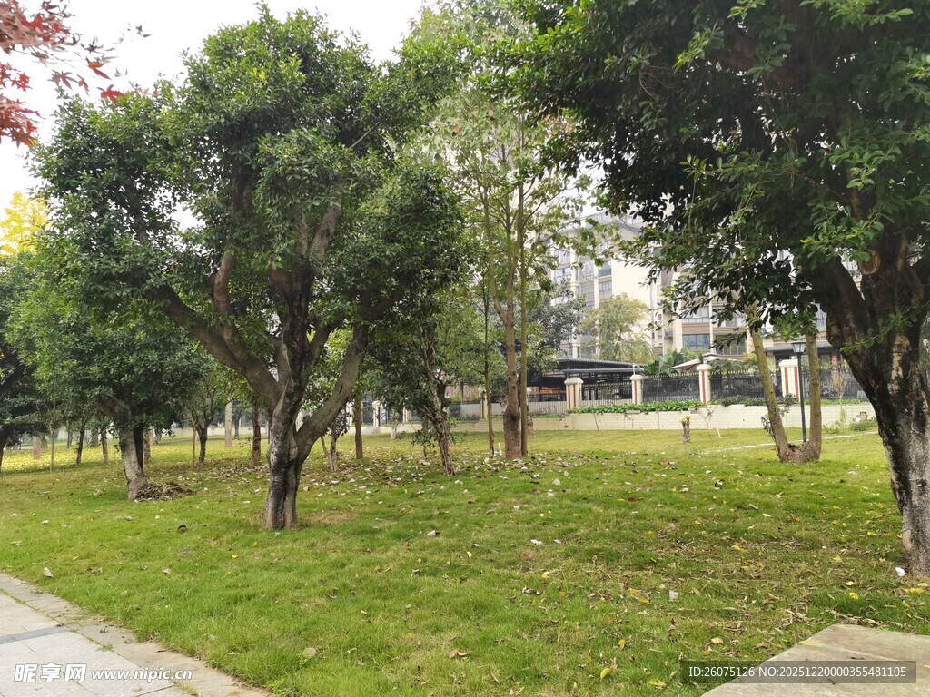 户外绿树草地景致