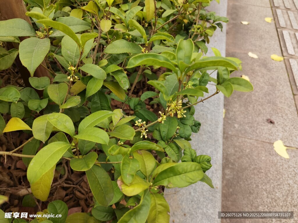 路边翠绿植物景观