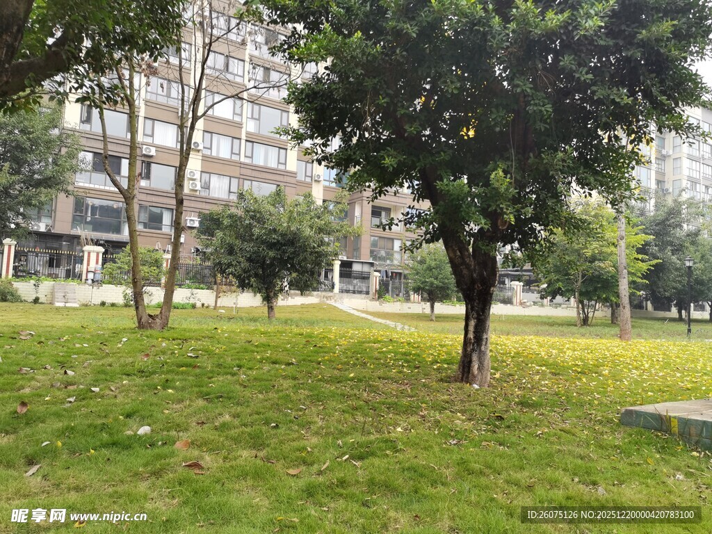 城市中的绿意草坪与树木
