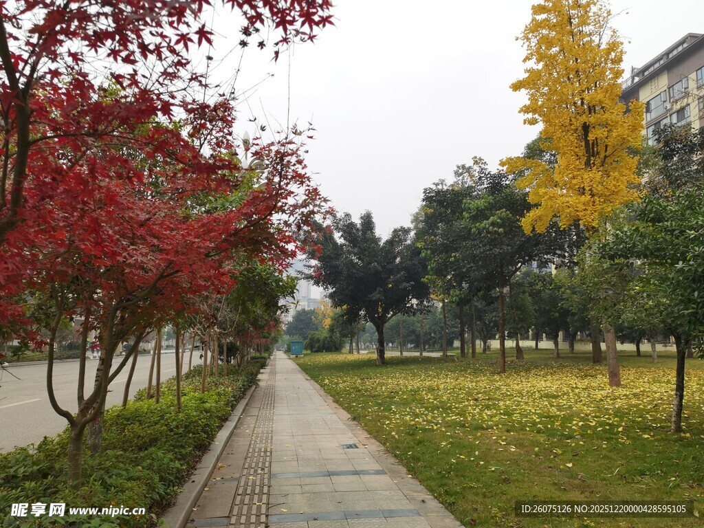 秋日林荫道美景