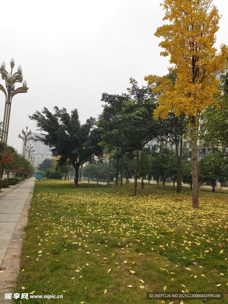 秋日公园落叶美景