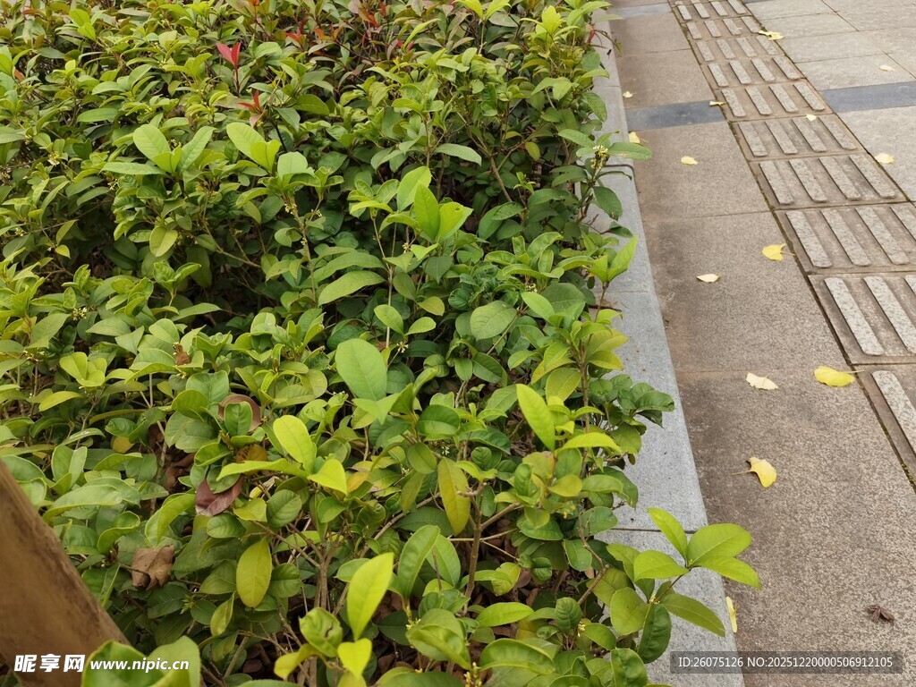 路边翠绿繁茂的灌木丛