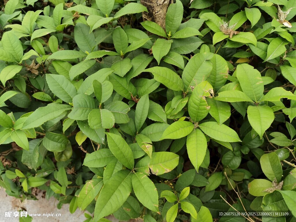 翠绿繁茂的植物景观