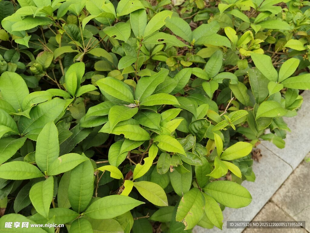 翠绿繁茂的绿植景观