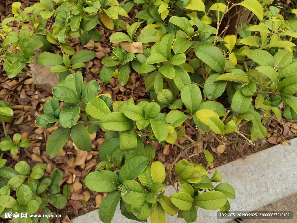 绿叶植物景观