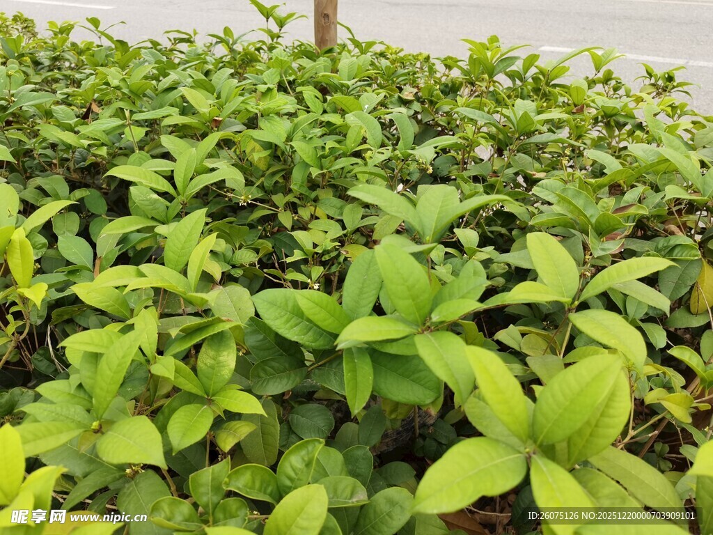 翠绿繁茂的绿植景观