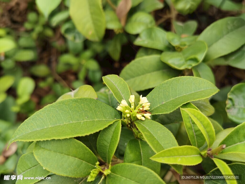 绿叶丛中的娇嫩小花