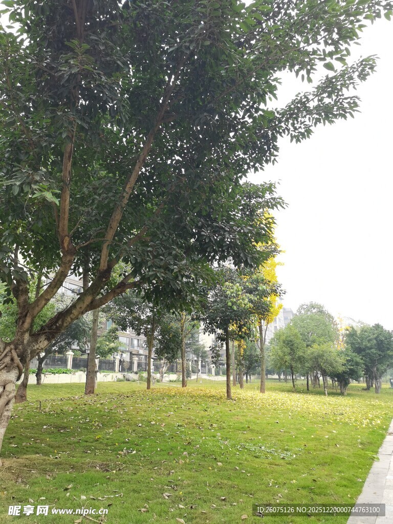 公园绿树成荫的宁静景致