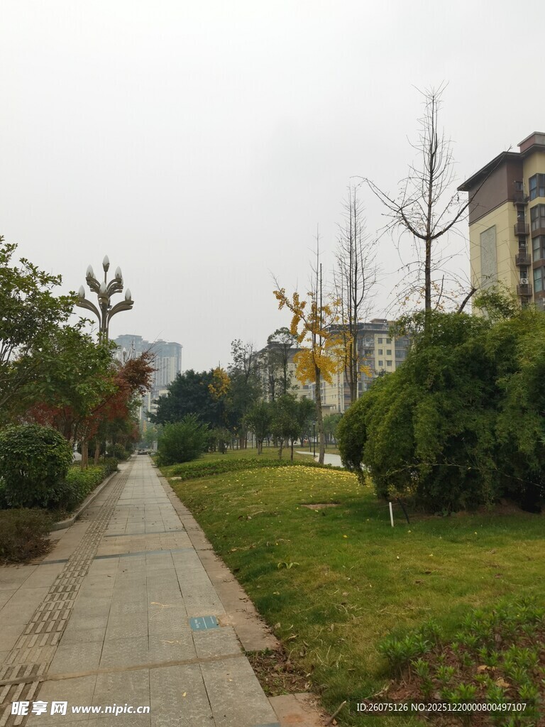 城市中的静谧林荫小道