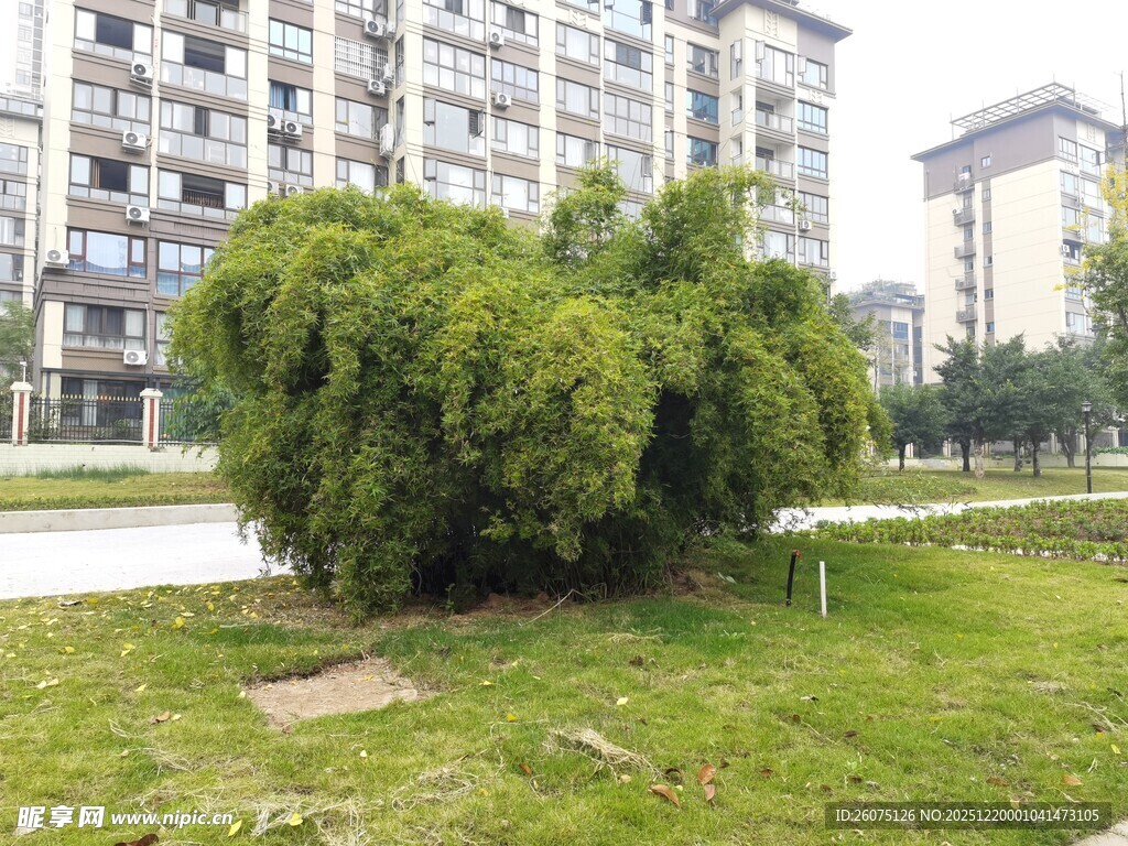 小区内葱郁绿植景观
