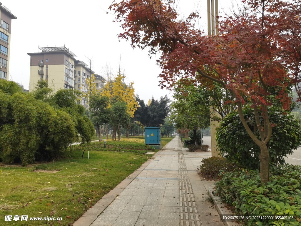 秋日静谧的林荫小道