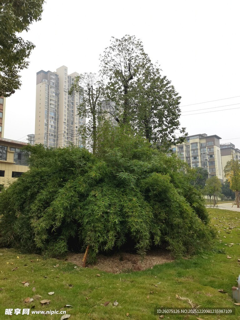 城市绿地中的繁茂灌木丛