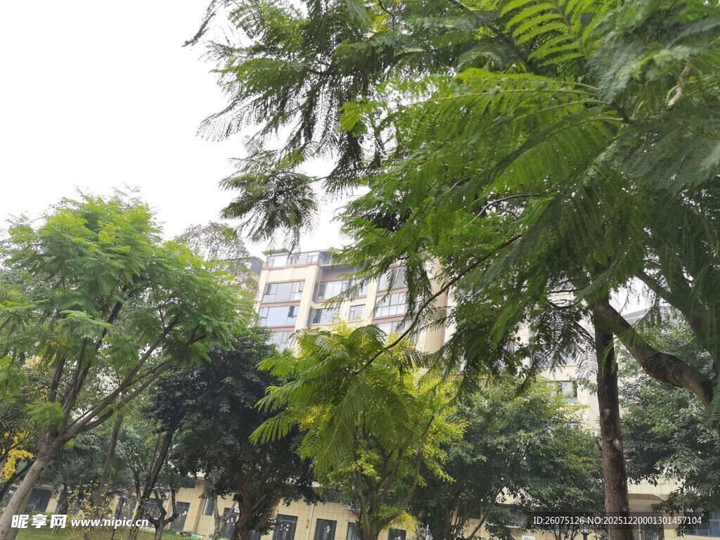 城市中的葱郁绿树景观