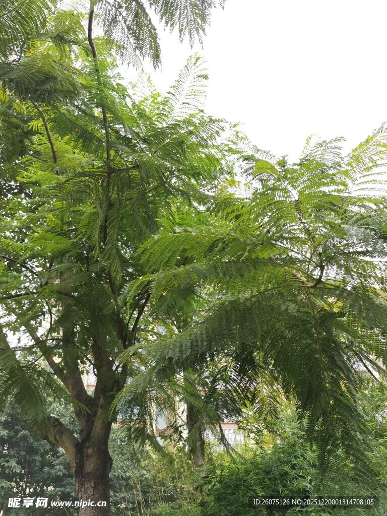 繁茂绿树展现自然生机