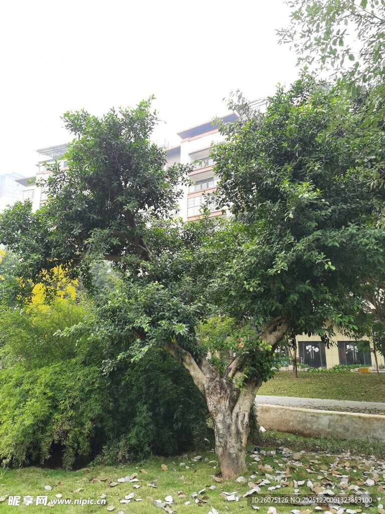 庭院中的繁茂绿树