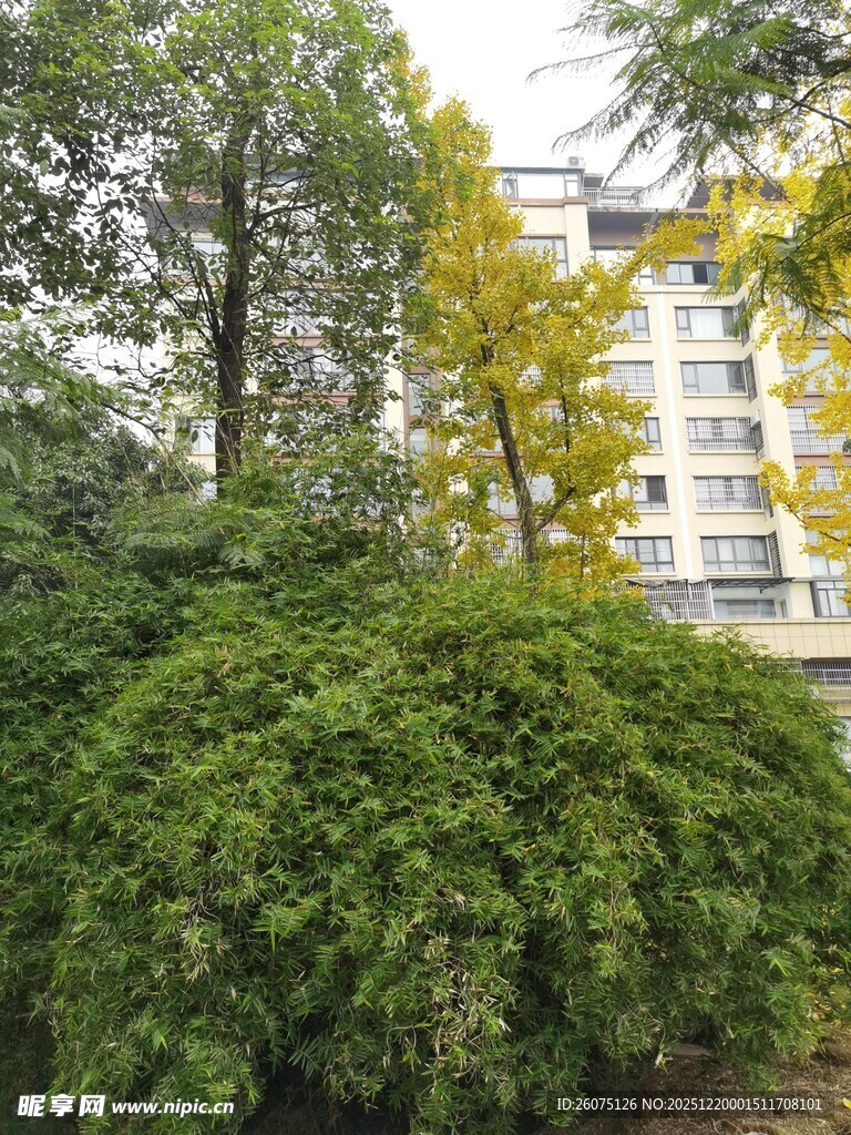 小区内繁茂绿植与楼房景观