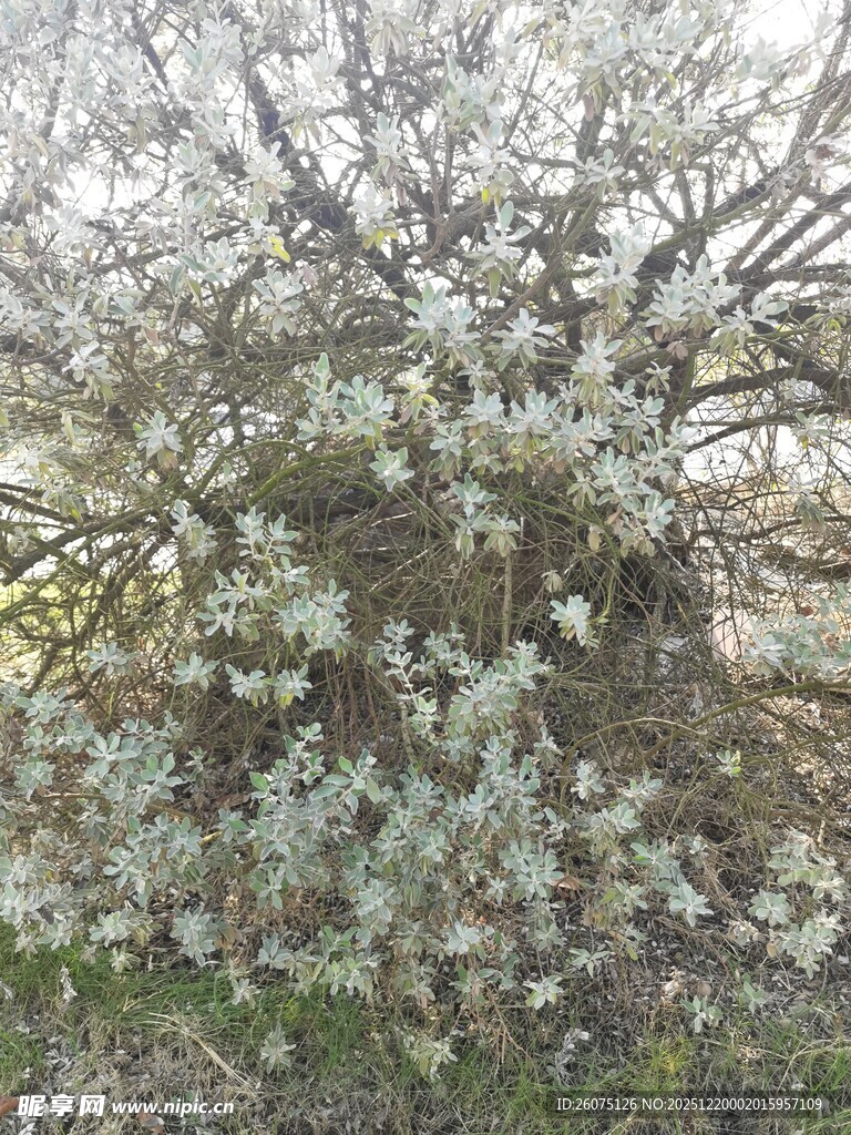 盛开的繁花树木